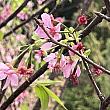日本の桜より色が濃いですね。ずっと桜を見ていなかったので、とっても嬉しかったです。