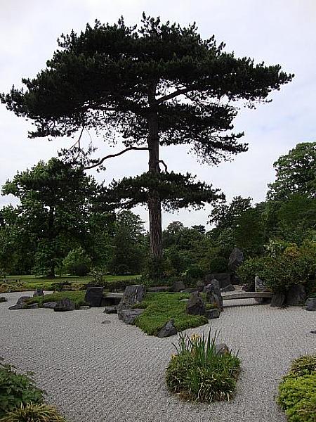 松が見事な日本庭園
