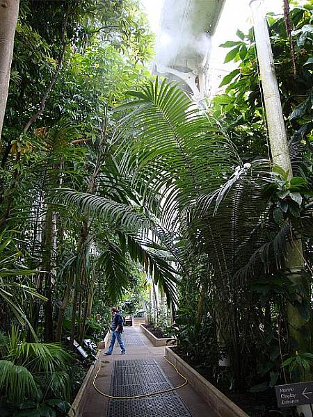 熱帯雨林の植物が茂る一角には、ときどきミストが吹き出す