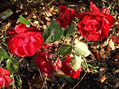 ランカスター家の赤いバラも咲いている