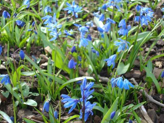 春はもうすぐ 公園には色とりどりの花が ロンドンナビ