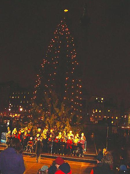 11月後半、街にはクリスマスツリーが飾られます