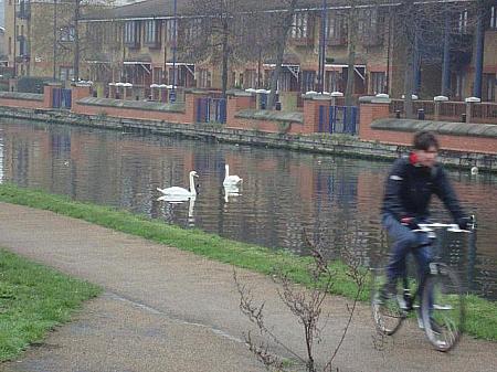 運河では白鳥の姿も見られますよ
