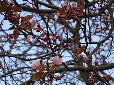 中旬になると桜もほころび始めます