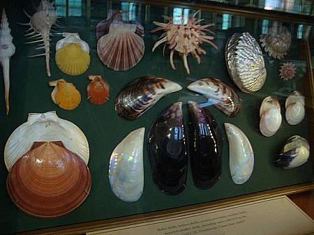 貝殻は、当時の人たちが見たことのない貴重なもの

