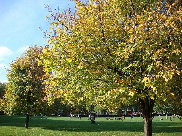 ロンドンの公園 秋が深まって来ました ロンドンナビ