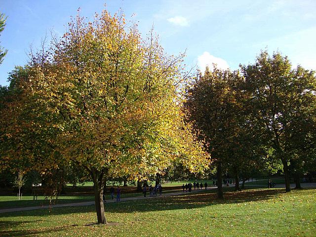ロンドンの公園 秋が深まって来ました ロンドンナビ