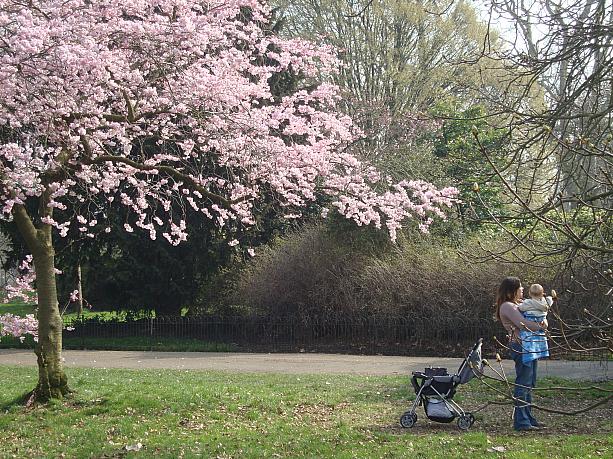 公園のあちこちに桜の木が植えられています