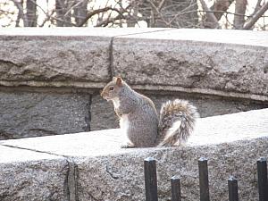 公園のリスも活発に動き始める春。