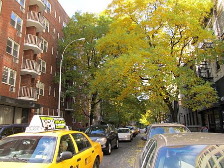街路樹も紅葉。