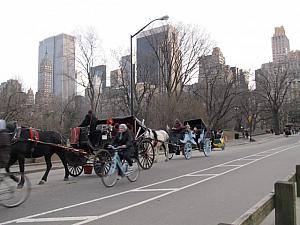 冬のセントラルパークは馬車で散策