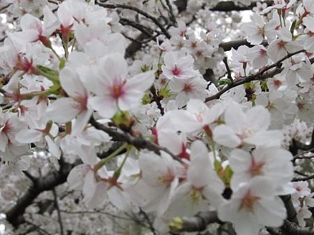 3＆4月のニューヨーク 【2013年】 地下鉄運賃値上げ 桜 桜祭り パレードイースター