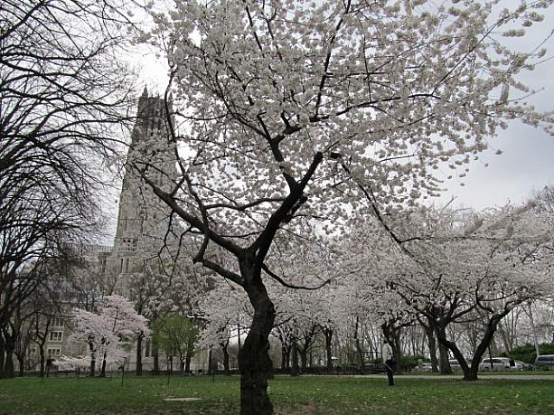 春のニューヨークの楽しみ方 桜 グラマシー ファーマーズマーケットセントラルパーク