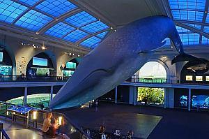 実物大のシロナガスクジラの模型