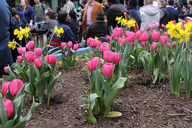 花壇の花も春バージョンになってます。