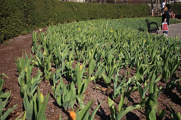 コンサバトリーガーデン内の大量のチューリップ。開花時期は例年4月から5月。<br>満開になったら見ごたえありそうです。