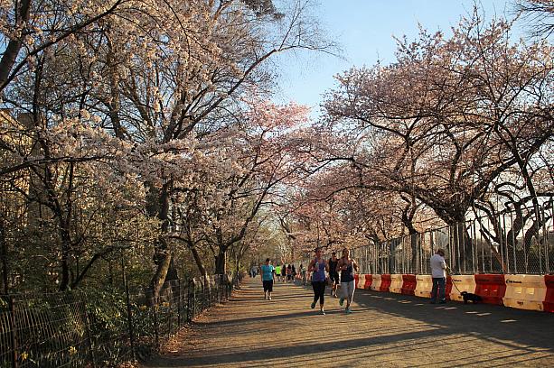 気温が一気に上がった今週末。セントラルパークの吉野桜も満開。