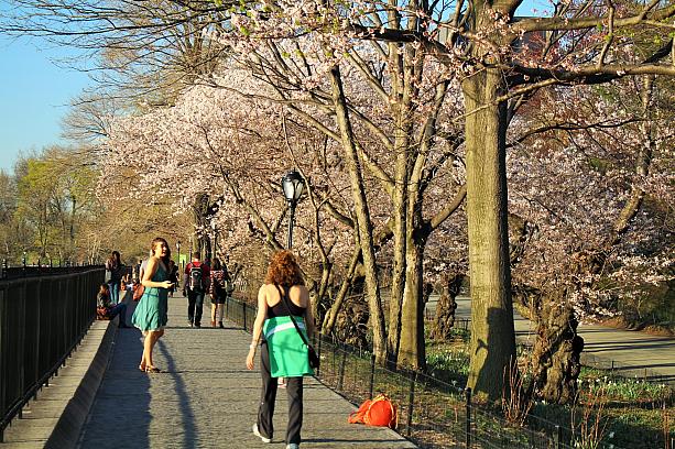 桜は公園内のいたるところで見ることができます。これはレザボア付近（90丁目と5番街）