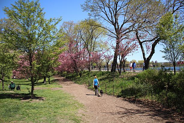 桜の名所は地下鉄B/C線86丁目駅下車。<br>セントラルパークの貯水池のわきにある小道です。こちらが桜の小道入口付近です。