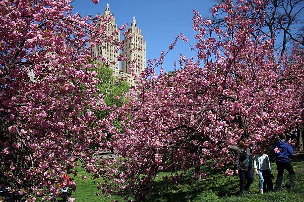 セントラルパークの桜の名所の一つにやってきました。満開です♪