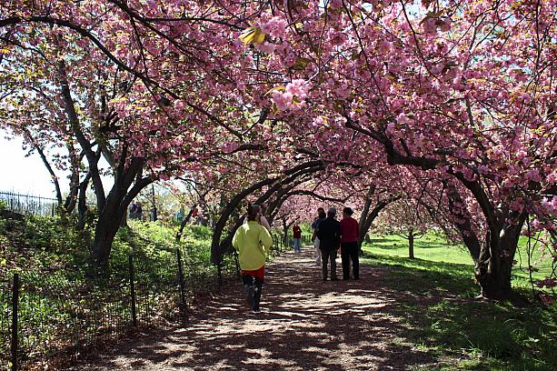 桜が両脇に植えてある小道が数百メートル続いています。通り抜けできますよ～。