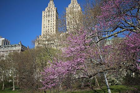 春に行きたい、ニューヨークの花の名所♪