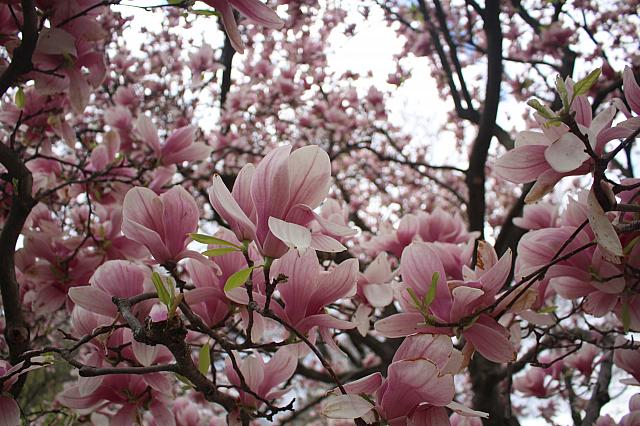 春に行きたい ニューヨークの花の名所 ニューヨークナビ