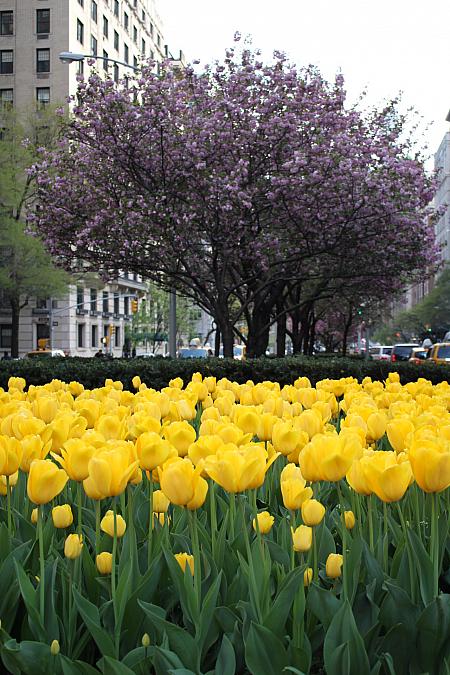 春に行きたい、ニューヨークの花の名所♪