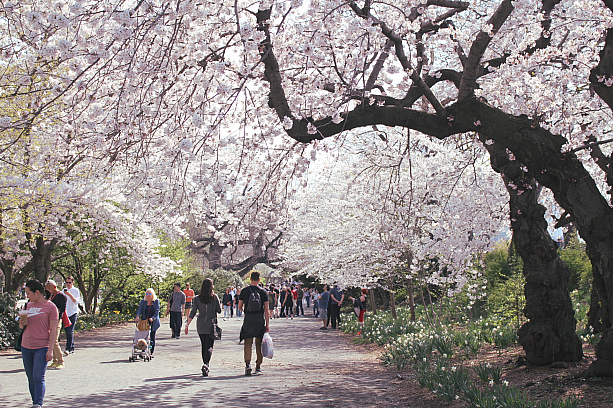 そして、今の時期のセントラルパークの楽しみは桜！<br>見事に満開です。場所は90丁目と5番街入口付近です。