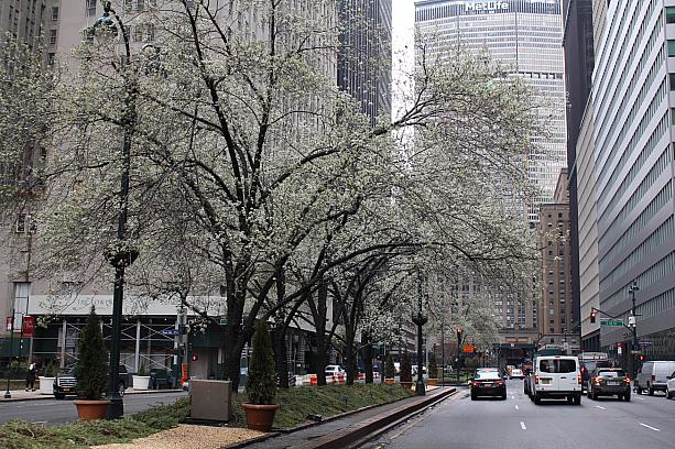 今年は驚くほど暖冬だったニューヨーク。街路樹の花も咲き始めています。<br>いつ元に戻るのかなぁ。