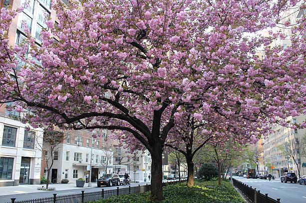 今年のニューヨークは暖かく、例年なら4月末に咲く八重桜がもう満開です。