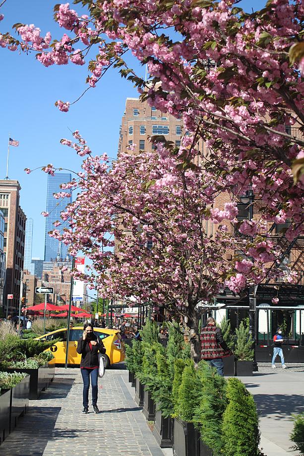 今は八重桜が満開のニューヨーク。