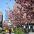 今は八重桜が満開のニューヨーク。