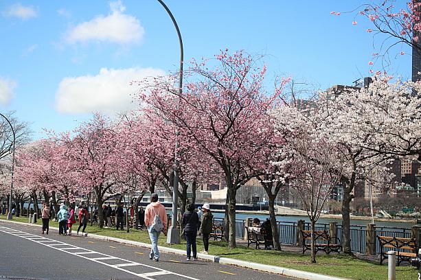 ナビが訪問した日は雨がふったり止んだりのハッキリしないお天気でしたが、桜を求めて多くの人が訪れていましたね。