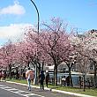 ナビが訪問した日は雨がふったり止んだりのハッキリしないお天気でしたが、桜を求めて多くの人が訪れていましたね。