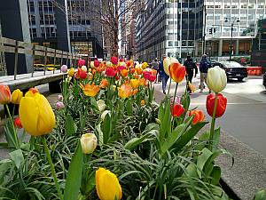3&4月のニューヨーク【2023年】 イースターパレード ニューヨークでお花見 セントパトリックデー イースター メトロポリタン美術館ロックフェラーセンター
