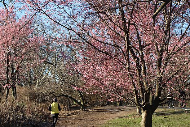 今年のニューヨークは暖冬で、3月第2週目にして早咲の桜がすでにピーク。