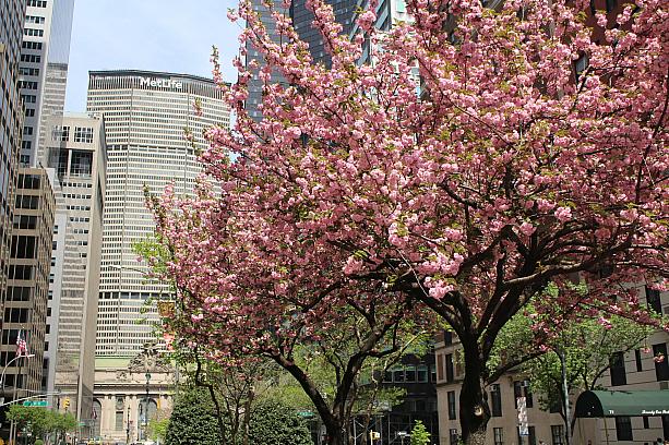 こちらはパークアベニューと37丁目付近。市内の八重桜は今週がピークですね。