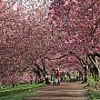 まさに桜のトンネル。通り抜け楽しめます。