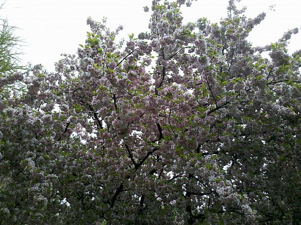 パリでも桜を楽しむことができるんですよ！天気に恵まれ、美しい姿を見せています。