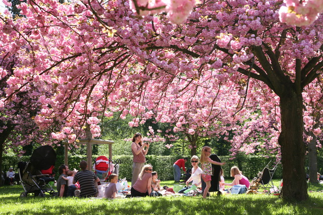 桜満開のパリです。 | パリナビ