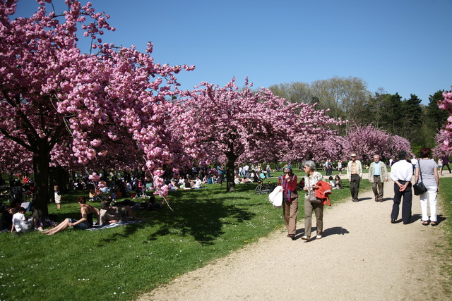 ◇ハーバリウム ＃171 桜満開.:*:・' 桜満開のパリです。 | パリナビ
