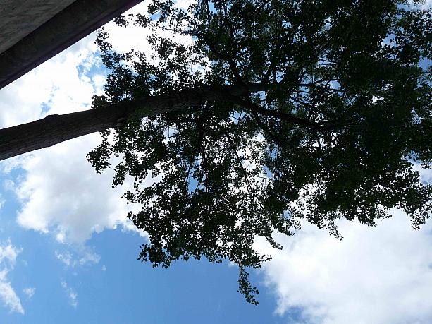 ナビもベンチに座って空を見上げてみました。