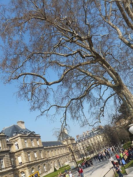 快晴のとある日、6区のリュクサンブール公園に春を感じに行ってきました。