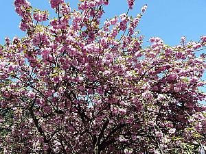 3＆4月のパリ 【2013年】 春 春夏物 桜 花見ピクニック