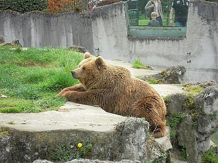 人気の熊