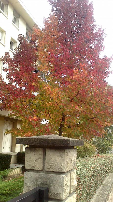 鮮やかな赤色に紅葉した木にしばし見とれます・・・