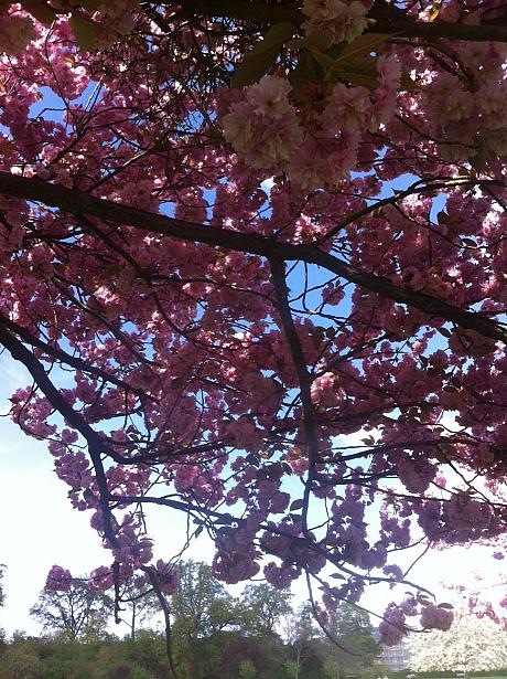 ナビも桜の下でピクニック！
