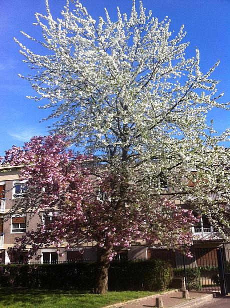 因みにこちらの桜、公園内の桜ではありませんが、ちょっと珍しいと思いませんか？同じ幹なのに、ピンクと白の桜が咲いています。