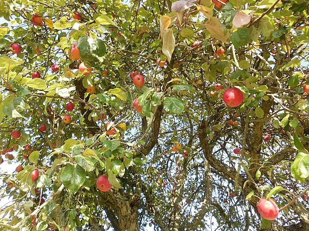 こちらは野生のりんごの木！熟したりんごがたっぷりとなっています。